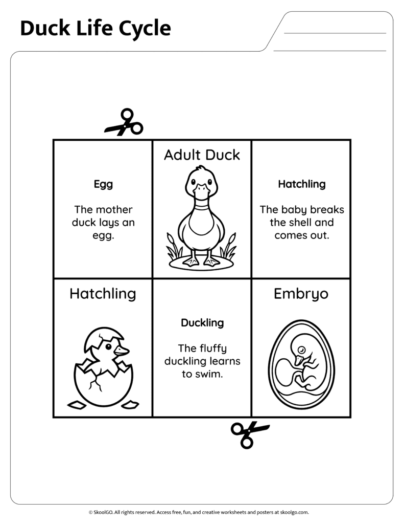 Duck Life Cycle Sequencing and Reading Page Duck life cycle sequencing page with descriptions of each development stage