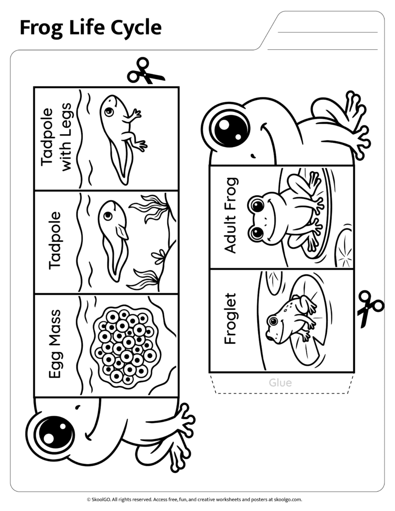 Black and white frog life cycle sequencing worksheet for coloring and cutting