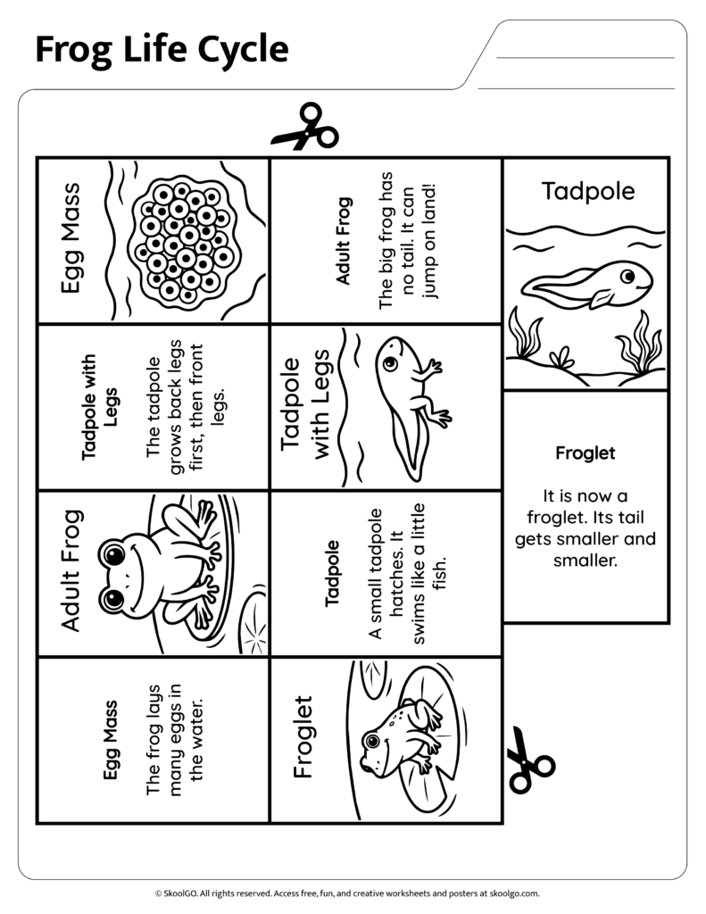 Black and white frog life cycle matching worksheet with sequencing cards