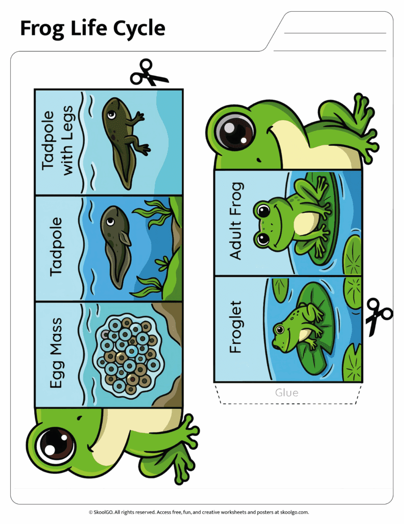Color frog life cycle sequencing activity featuring egg mass tadpole froglet and adult frog