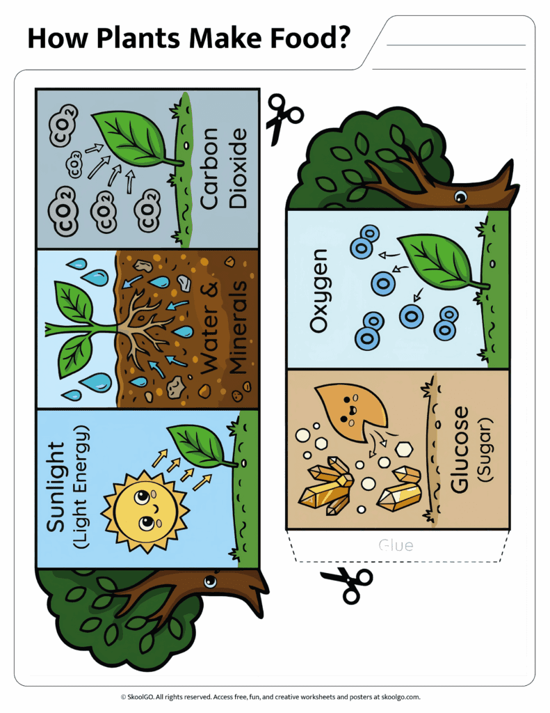 How Plants Make Food Cut and Paste Activity Color Version Color version of how plants make food worksheet showing photosynthesis concepts