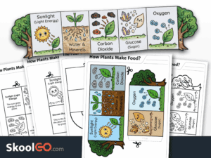 How plants make food worksheet printable science activity about photosynthesis