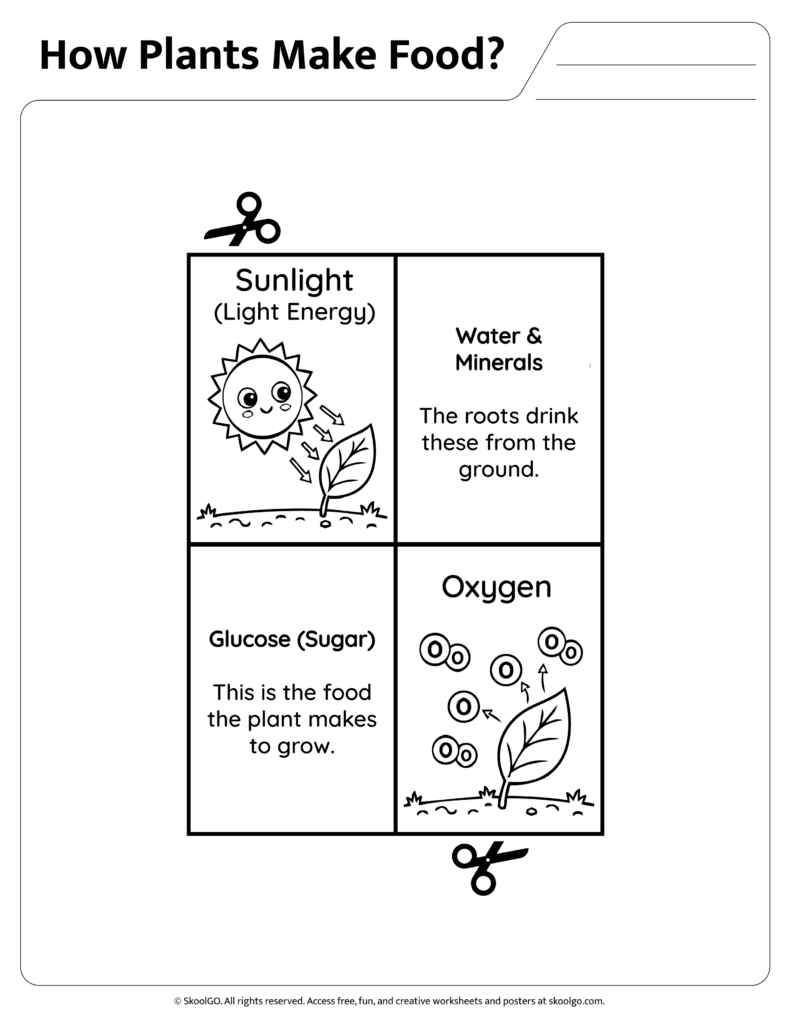 Photosynthesis Vocabulary Reference Page Reference page explaining glucose oxygen water minerals and sunlight