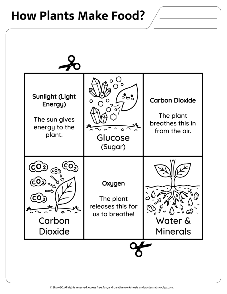 How Plants Make Food Science Information Page Science information page explaining how plants make food through photosynthesis