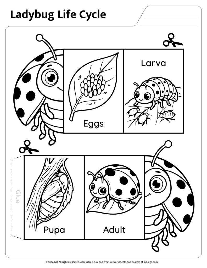 Ladybug Life Cycle Sequencing Worksheet Black and White Black and white ladybug life cycle sequencing worksheet for science practice