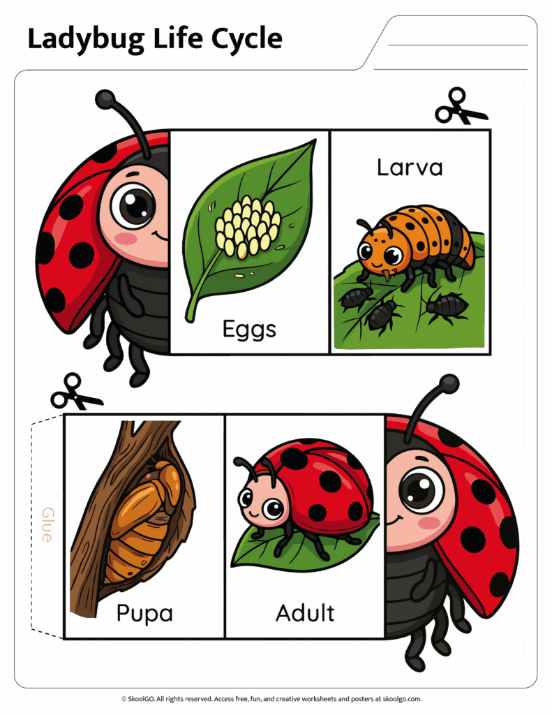 Ladybug Life Cycle Cut and Paste Activity Color Version Color ladybug life cycle cut and paste worksheet featuring eggs larva pupa and adult stages