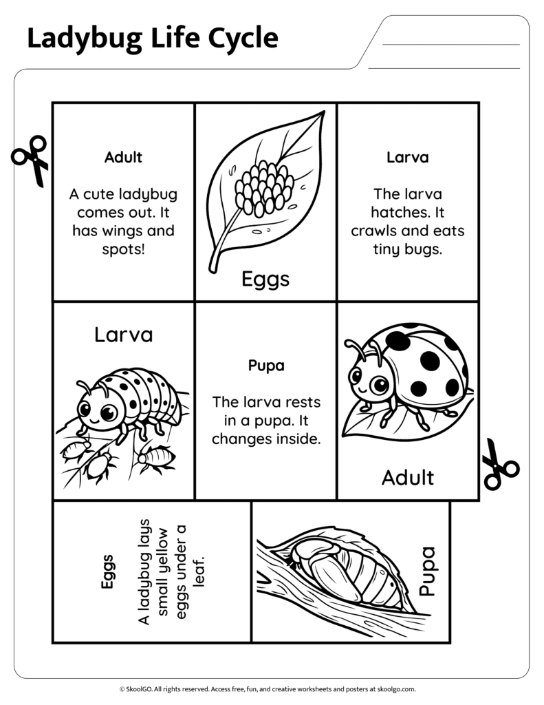 Ladybug Life Cycle Information and Sequencing Page Ladybug life cycle information page explaining eggs larva pupa and adult stages