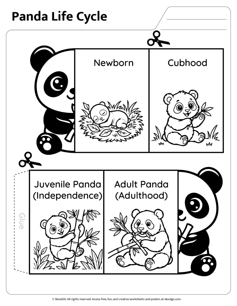 Panda Life Cycle Coloring Activity Black and white panda life cycle worksheet for coloring and sequencing
