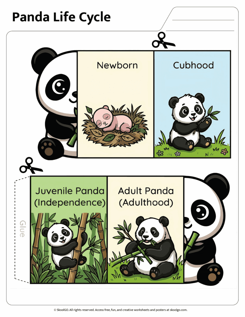 Panda Life Cycle Color Cut and Paste Activity Color panda life cycle activity showing newborn cub juvenile and adult panda stages