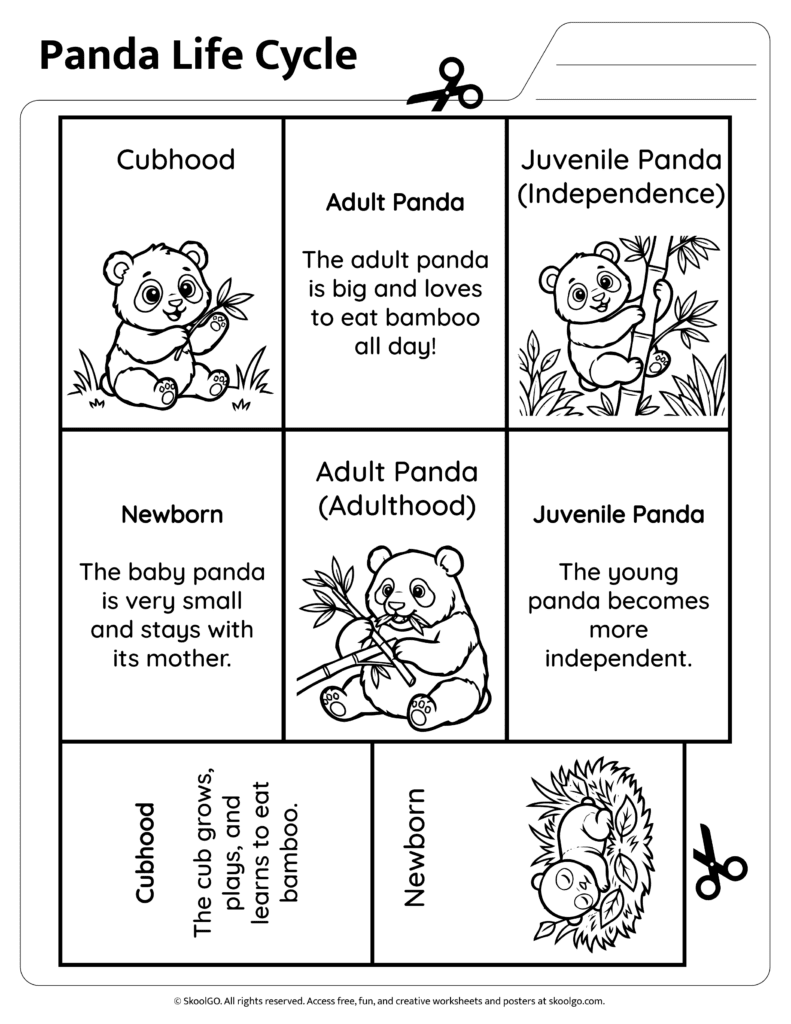 panda life cycle matching activity panda life cycle matching activity with info