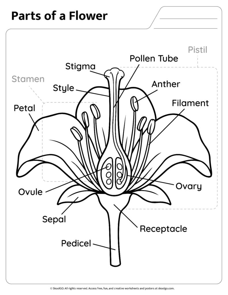 Black and white flower anatomy worksheet with labeled flower parts