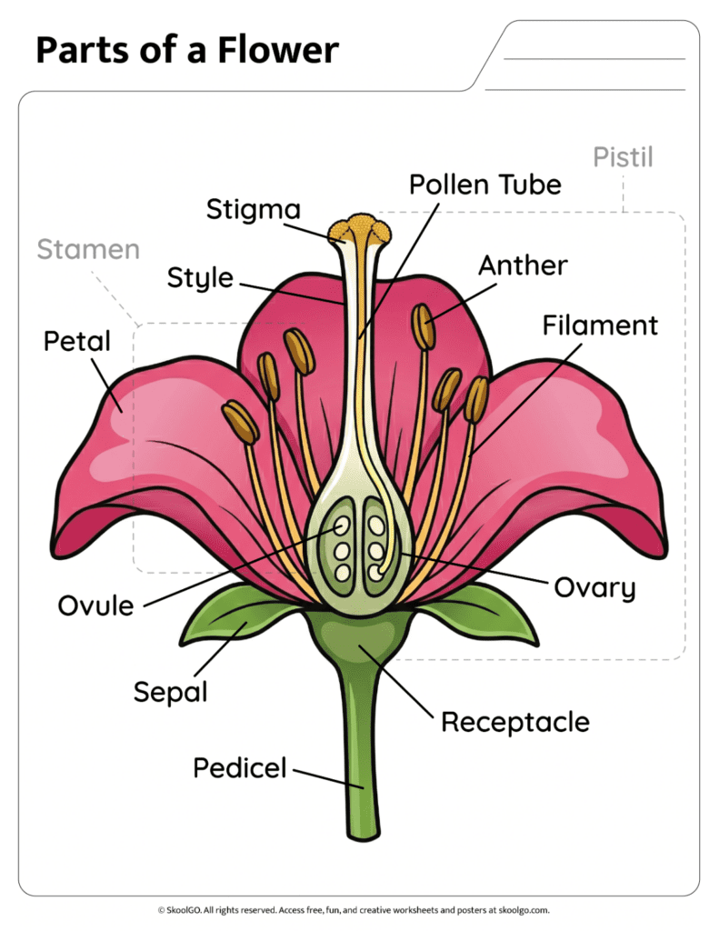 Color flower anatomy diagram showing labeled parts of a flower