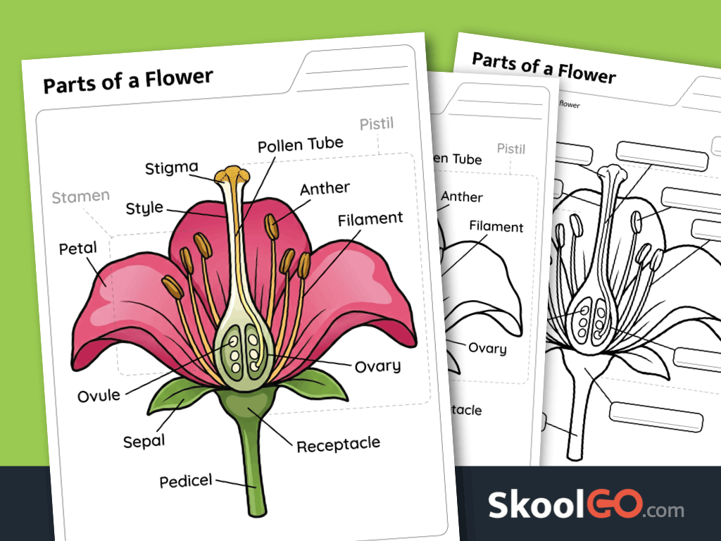 Parts of a flower worksheet printable science activity for learning flower anatomy