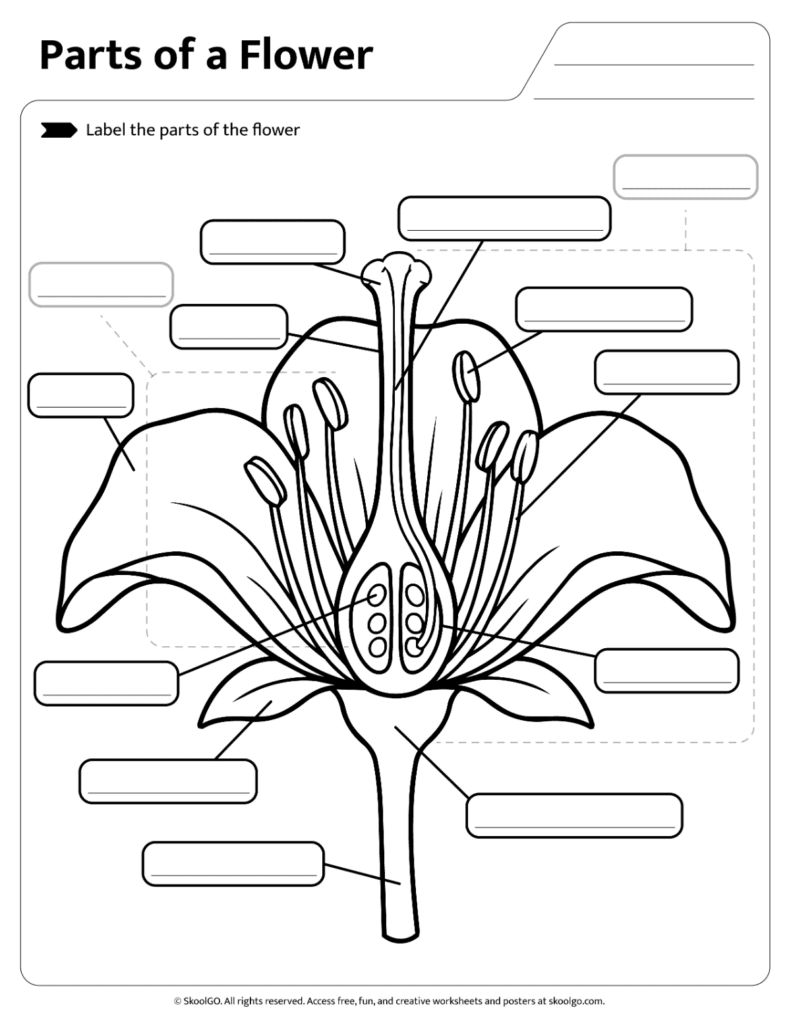 Printable worksheet for labeling the parts of a flower