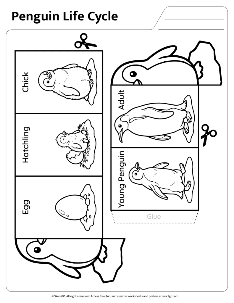 Penguin Life Cycle Coloring and Sequencing Activity Black and white penguin life cycle worksheet for coloring and sequencing practice