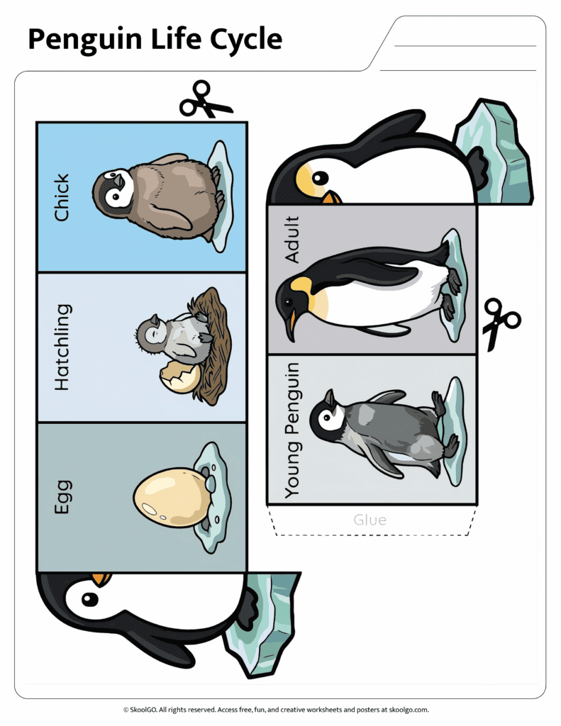 Penguin Life Cycle Cut and Paste Activity Color Version Color penguin life cycle activity showing egg, hatchling, chick, young penguin, and adult stages