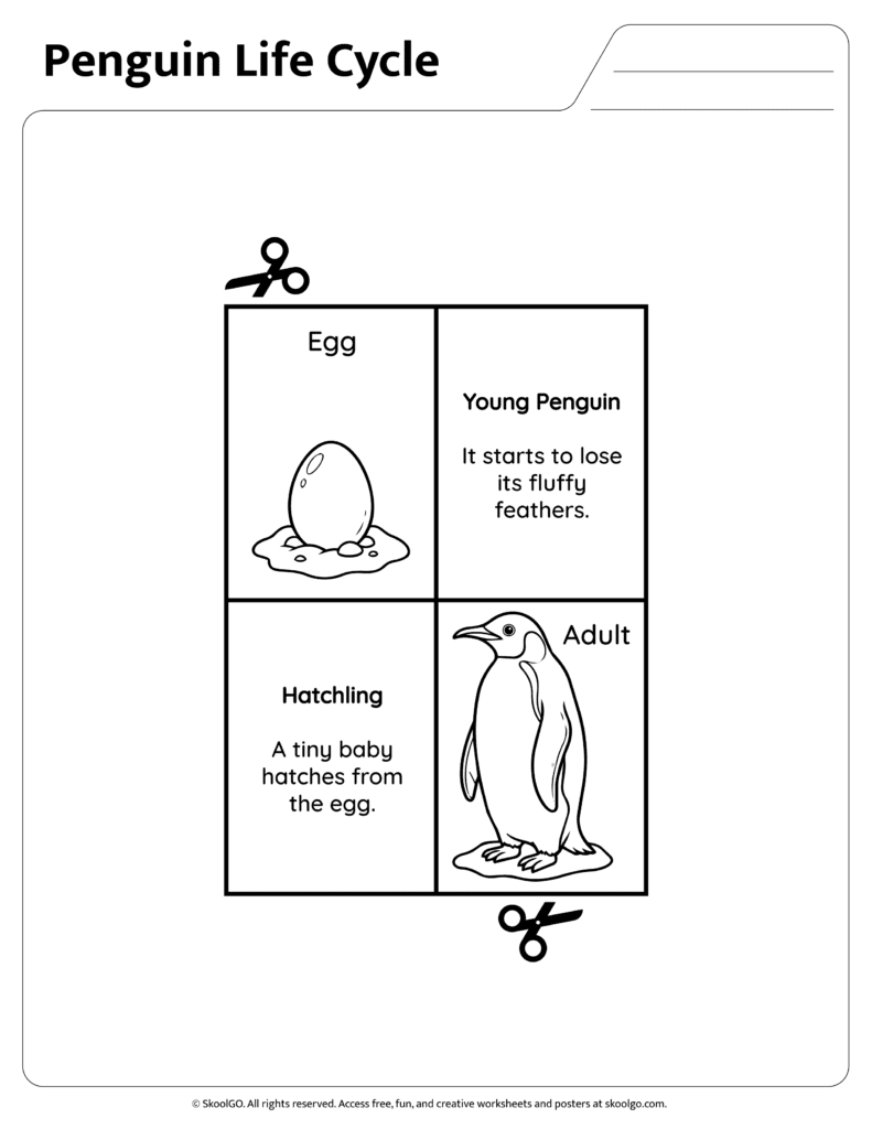 Penguin Life Cycle Stages Learning Page Educational penguin life cycle page explaining hatchling and young penguin stages