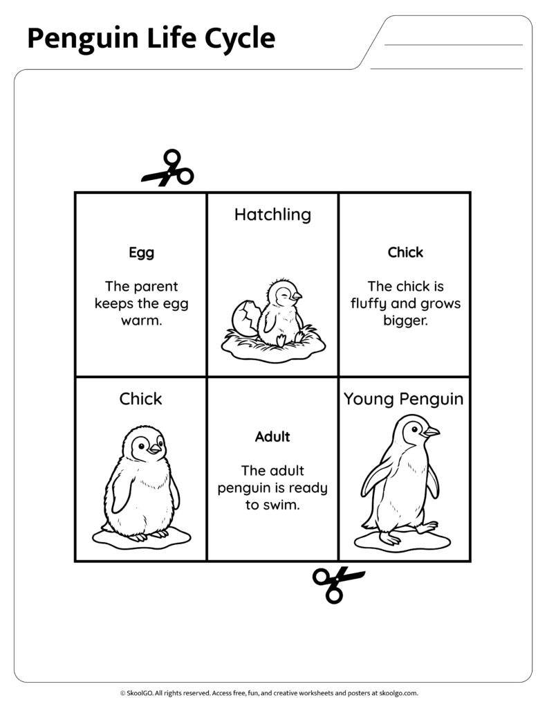 Penguin Life Cycle Matching Worksheet Penguin life cycle matching activity featuring egg, chick, young penguin, and adult stages