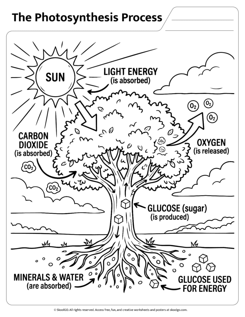Black and white photosynthesis process worksheet for coloring and review