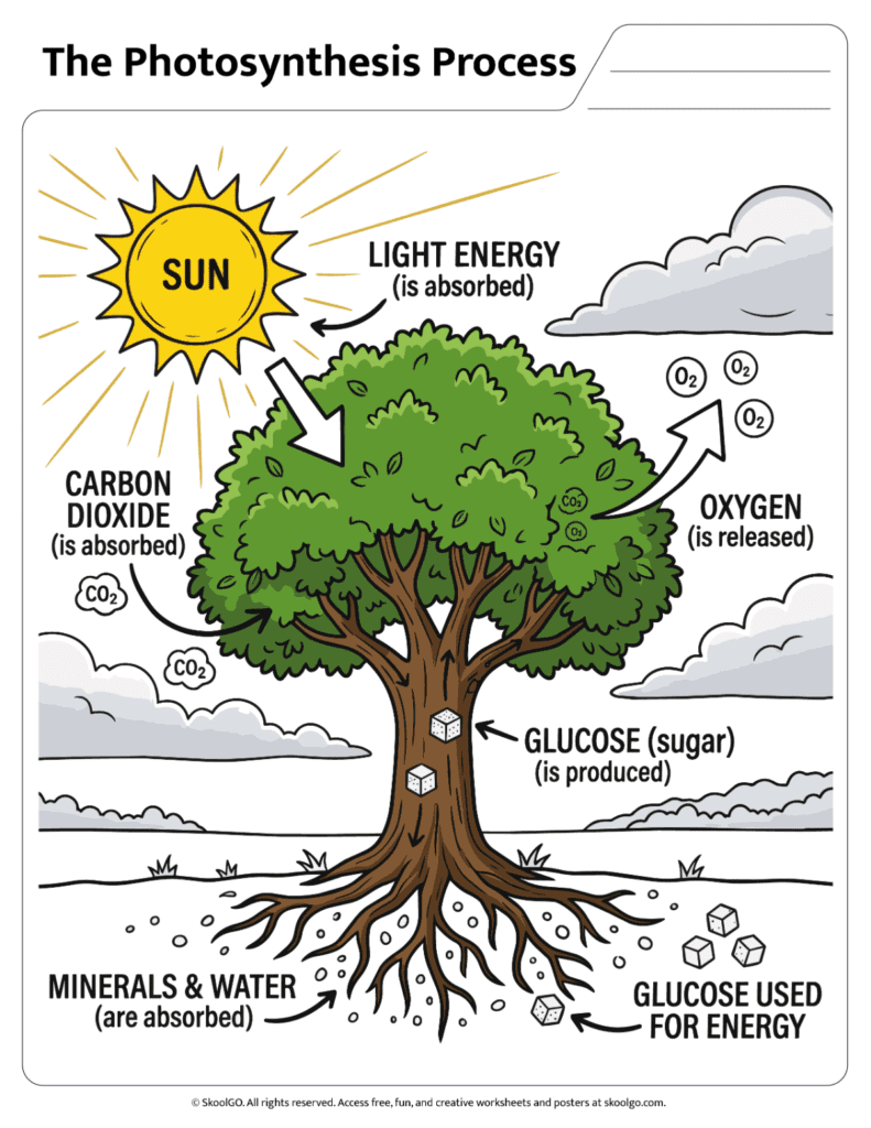 Color diagram showing the photosynthesis process with sunlight water carbon dioxide oxygen and glucose
