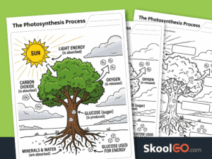 Photosynthesis process worksheet printable science activity for elementary students
