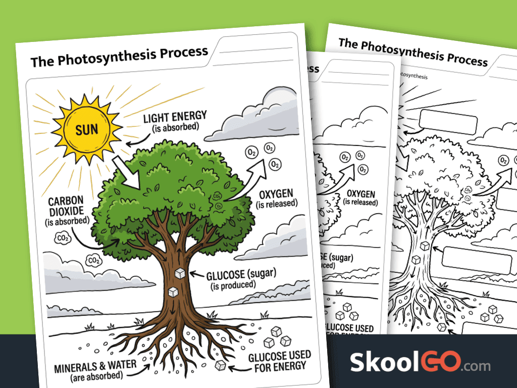 Photosynthesis process worksheet printable science activity for elementary students