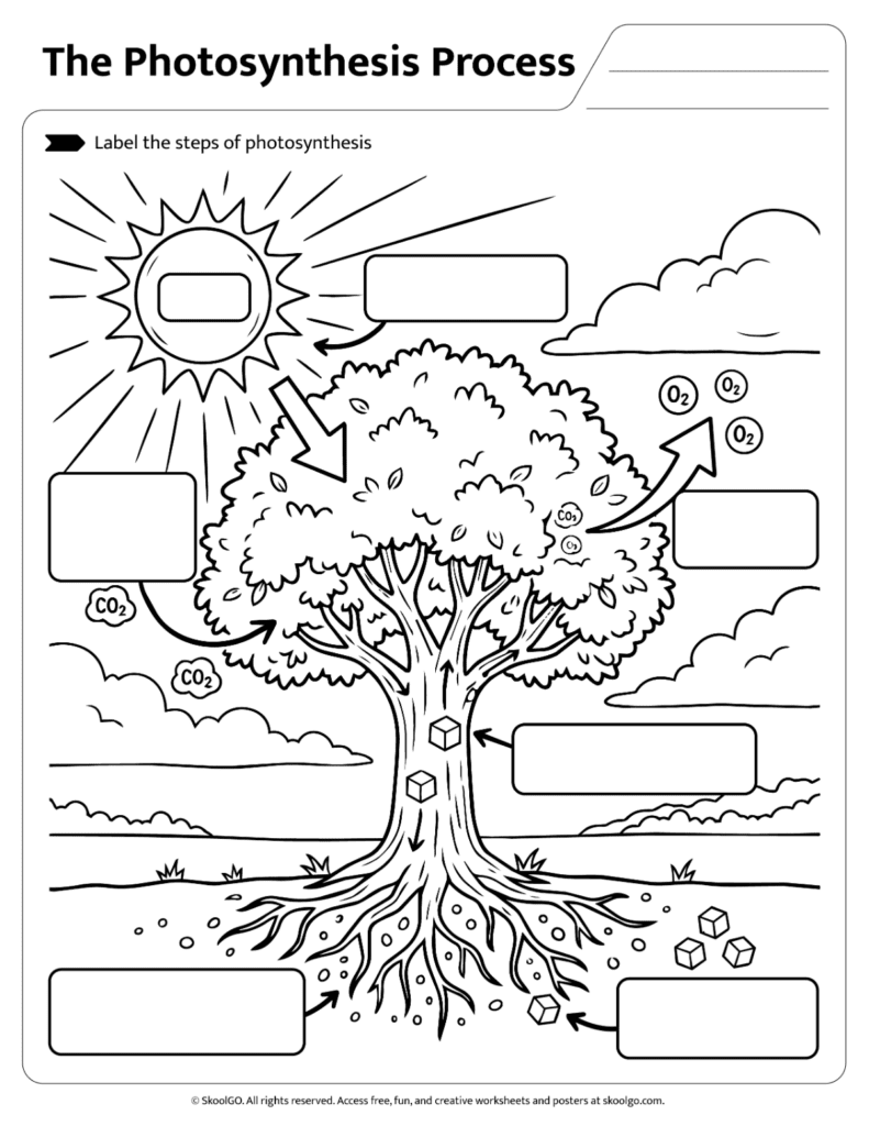 Photosynthesis process labeling worksheet for science vocabulary practice
