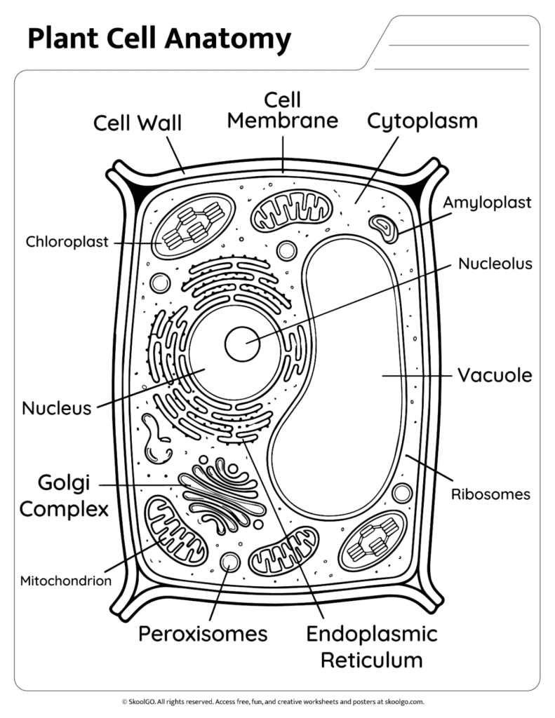 Plant Cell Anatomy Black and White Diagram Black and white plant cell anatomy reference page for coloring and study