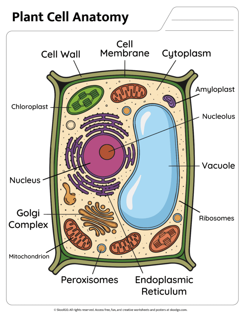 Plant Cell Anatomy Color Reference Diagram Color plant cell anatomy diagram showing labeled organelles and structures