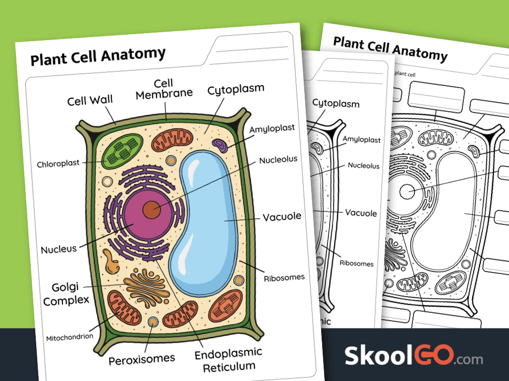 Plant cell parts identification worksheet printable science activity for elementary students