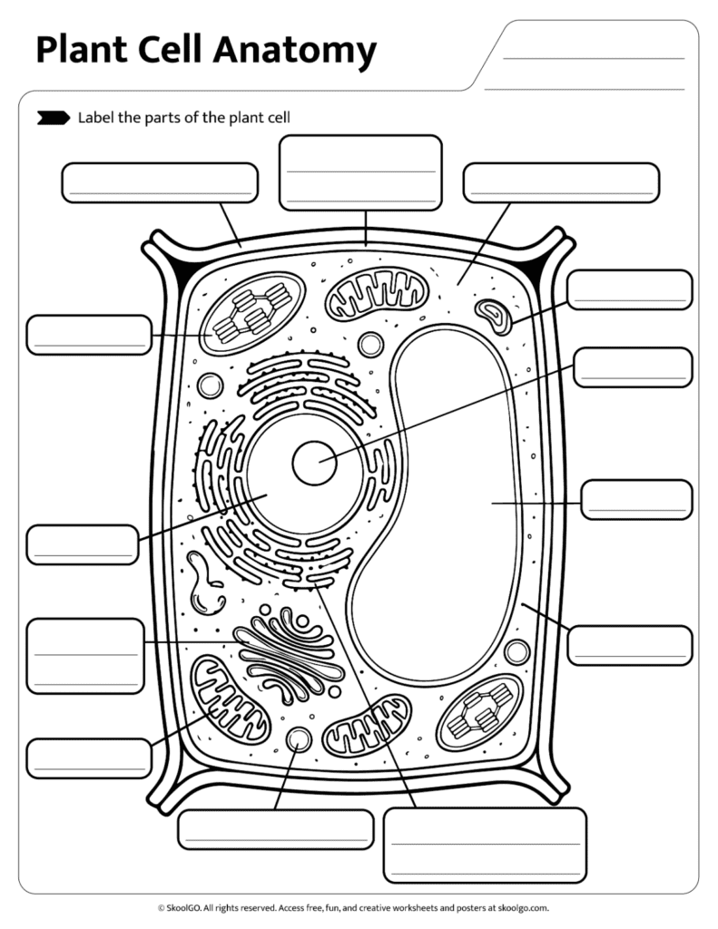 Plant Cell Parts Labeling Activity Plant cell parts identification worksheet with labeling activity for science practice