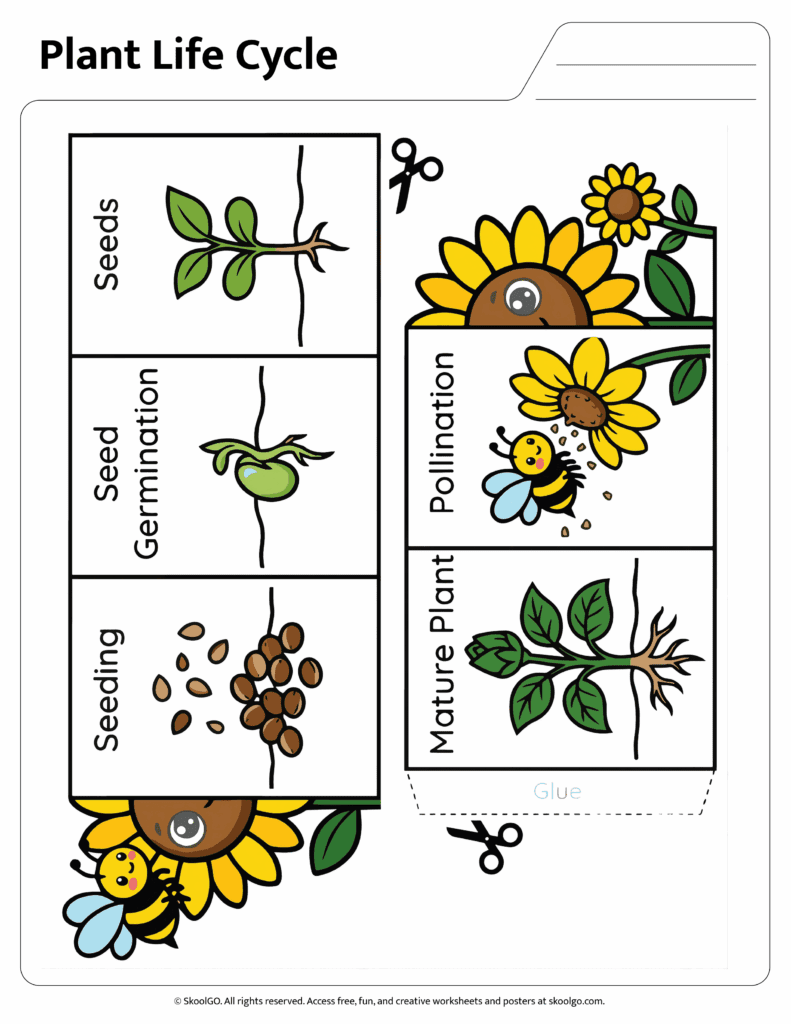 Color plant life cycle cut and paste worksheet showing seed germination seeding mature plant and pollination