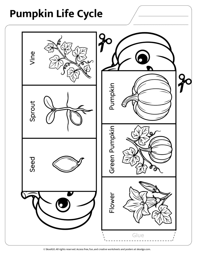 Pumpkin Life Cycle Black and White Worksheet Black and white pumpkin life cycle worksheet for coloring and sequencing practice