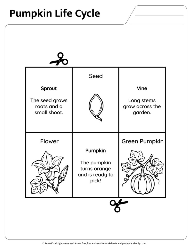 Pumpkin Life Cycle Information Sheet Part 1 Pumpkin life cycle reference sheet explaining seed sprout and vine stages