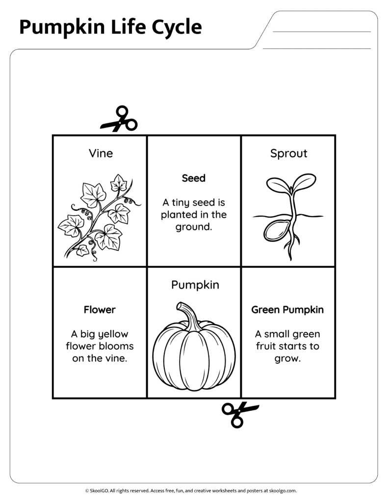 Pumpkin Life Cycle Information Sheet Part 2 Pumpkin life cycle reference sheet explaining flower green pumpkin and mature pumpkin stages