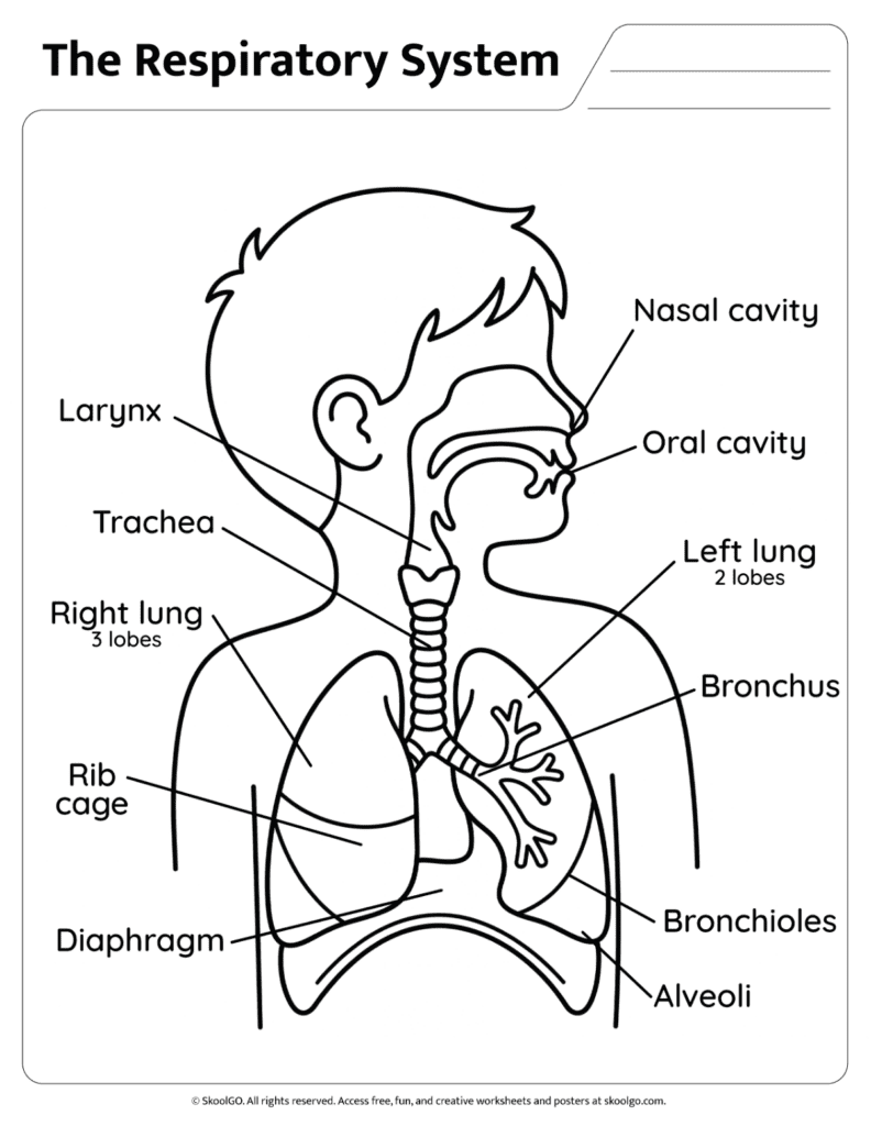 Black and white respiratory system anatomy worksheet for coloring and learning