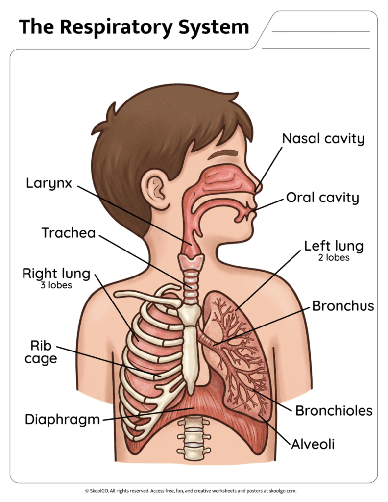 Color respiratory system diagram showing lungs trachea alveoli and other labeled parts