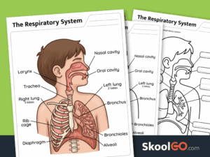 Respiratory system anatomy worksheet for learning human body parts and functions