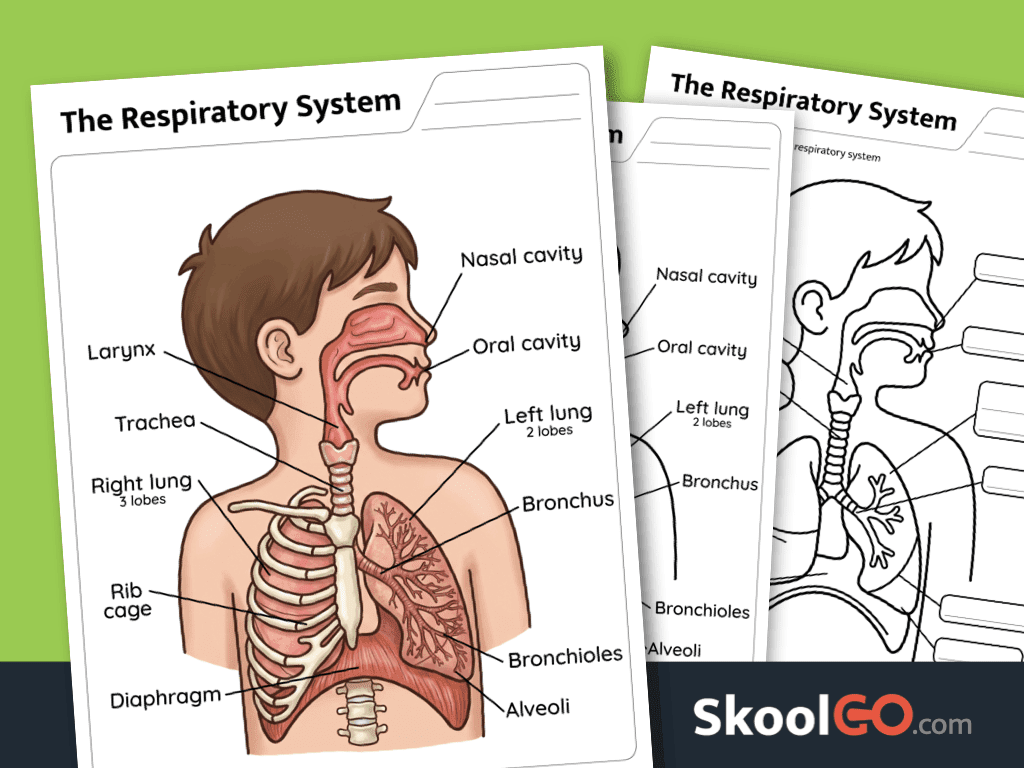 Respiratory system anatomy worksheet for learning human body parts and functions