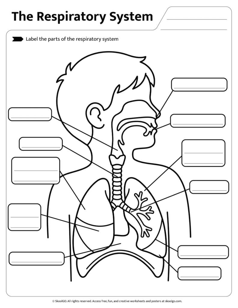 Printable respiratory system labeling worksheet for elementary science students