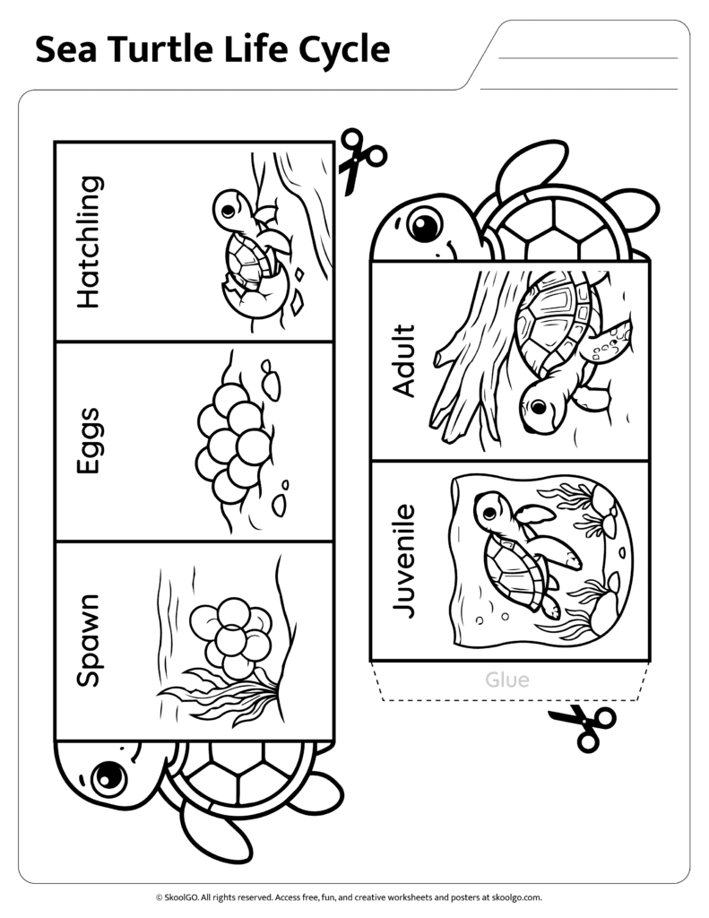 Sea Turtle Life Cycle Worksheet Black and White Version Black and white sea turtle life cycle cut and paste worksheet for coloring