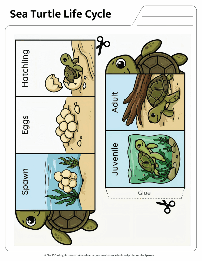 Sea Turtle Life Cycle Cut and Paste Activity Color Version Color sea turtle life cycle worksheet with hatchling, eggs, juvenile and adult stages