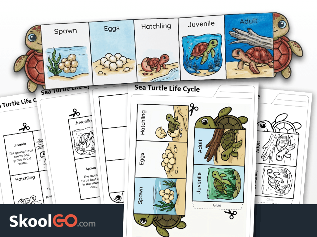 Sea turtle life cycle worksheet printable science activity for elementary students