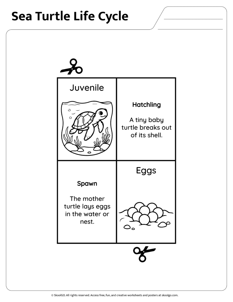 Sea Turtle Life Cycle Information Page One Sea turtle life cycle reference page explaining spawn, eggs and hatchling stages