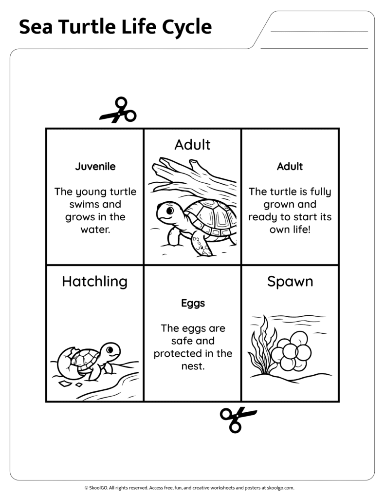 Sea Turtle Life Cycle Information Page Two Sea turtle life cycle reference page explaining juvenile and adult stages