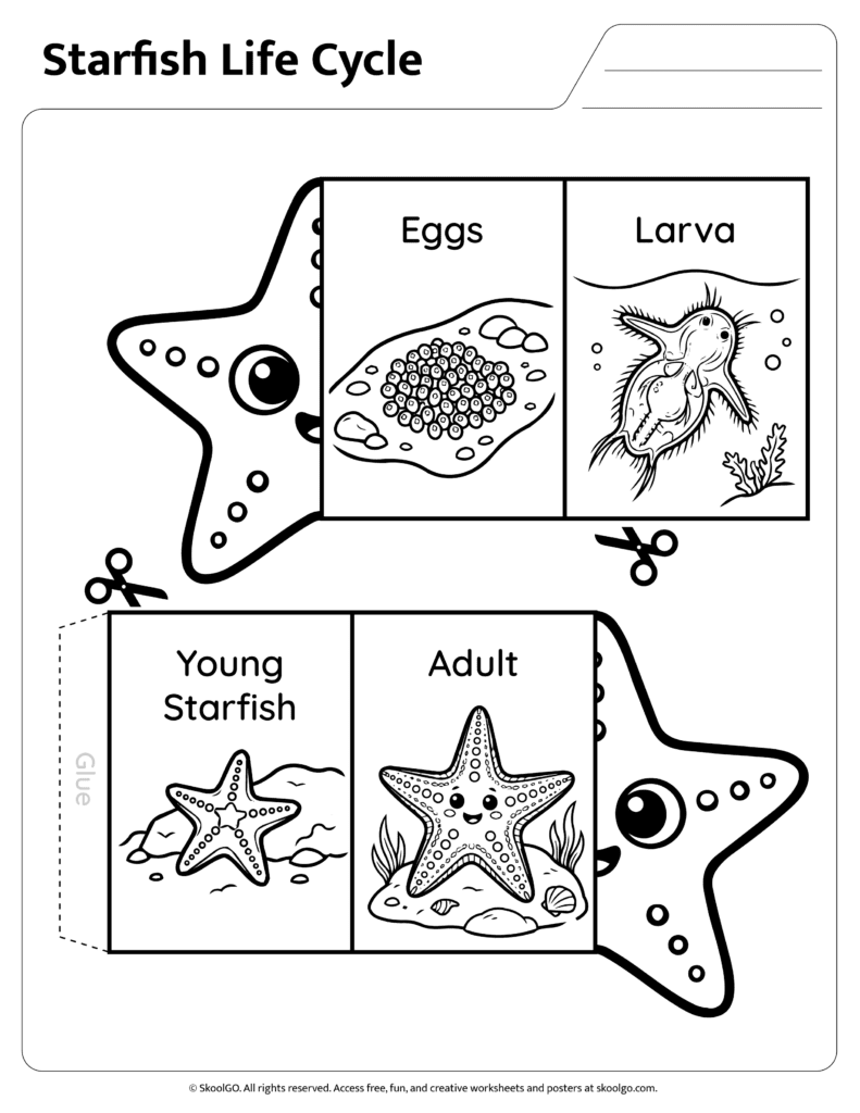 Black and white starfish life cycle worksheet for coloring and assembly