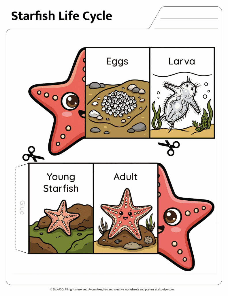 Color starfish life cycle worksheet showing eggs larva young starfish and adult stages