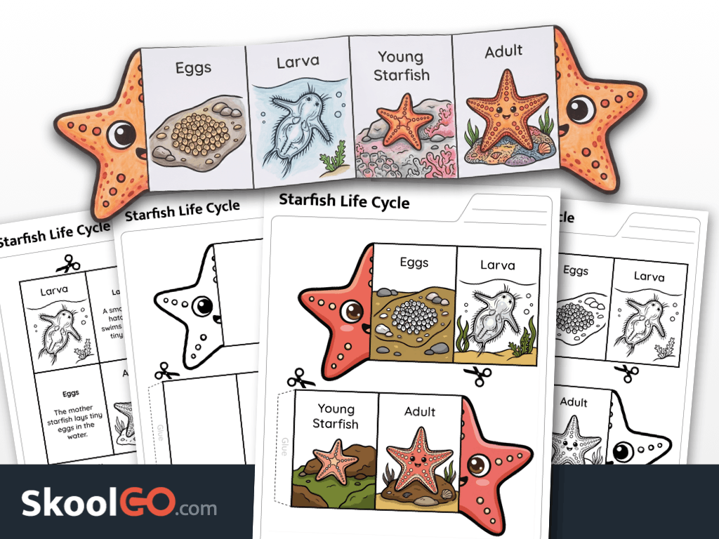 Free printable starfish life cycle worksheet for Kindergarten to 3rd Grade science activities