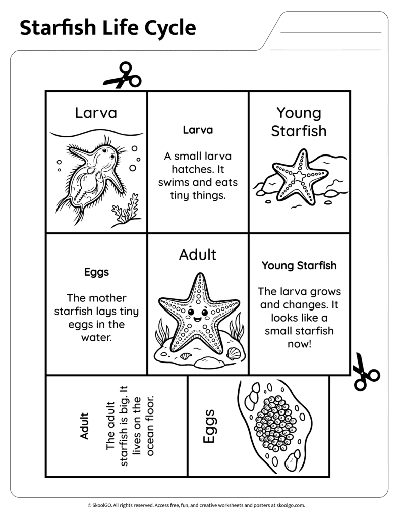 Starfish life cycle sequencing worksheet with pictures and descriptions