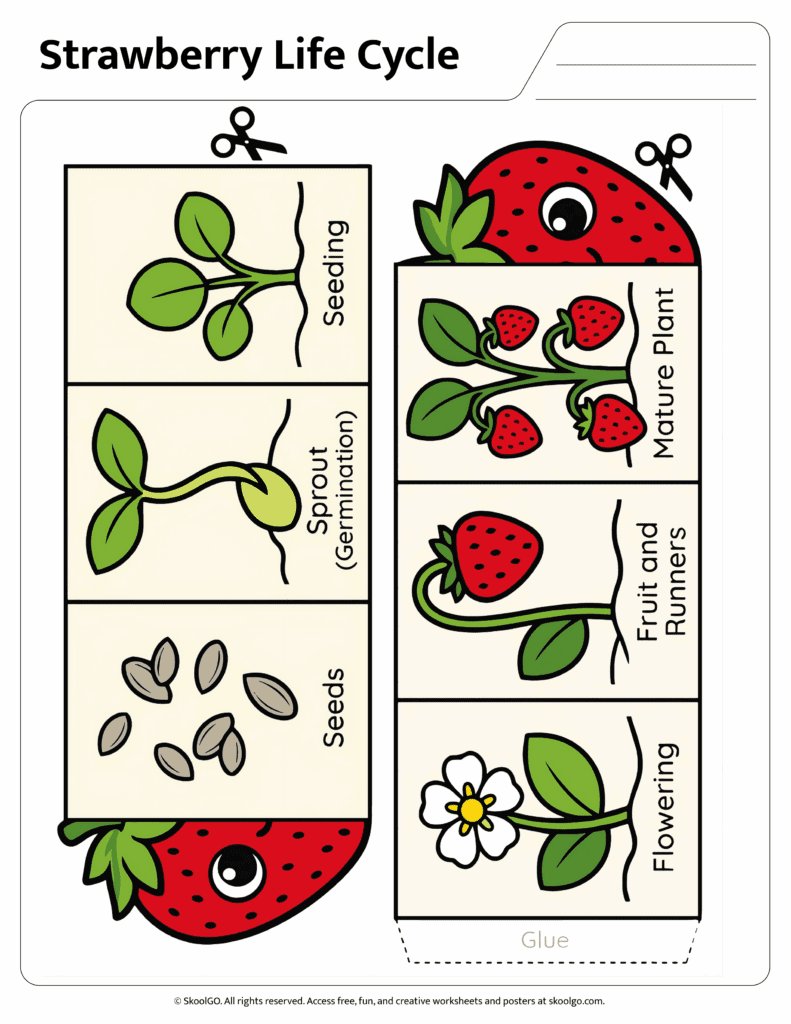 Strawberry Life Cycle Cut and Paste Activity Color strawberry life cycle worksheet showing seeds sprout seeding flowering fruit and mature plant stages